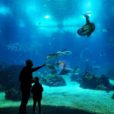 오세아나리우 드 리스보아